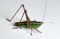 Odontoxiphidium apterum