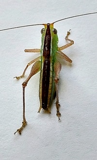 Odontoxiphidium apterum