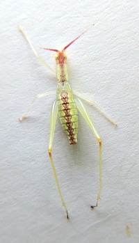 Oecanthus latipennis