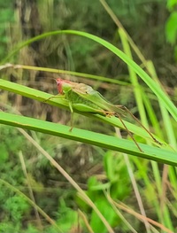 Orchelimum erythrocephalum