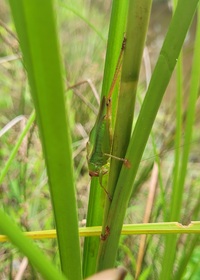 Orchelimum erythrocephalum