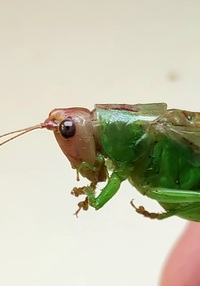 Orchelimum erythrocephalum
