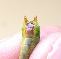 Orchelimum erythrocephalum