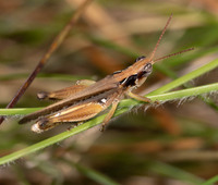Orphulella pelidna
