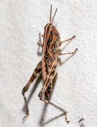 Orphulella pelidna