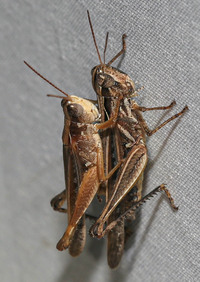 Orphulella pelidna