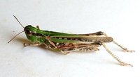Orphulella pelidna