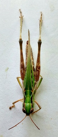 Orphulella pelidna