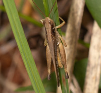 Orphulella pelidna