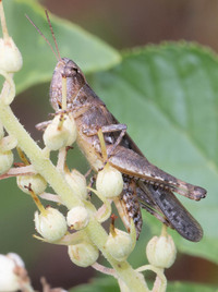 Orphulella pelidna