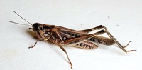 Orphulella pelidna
