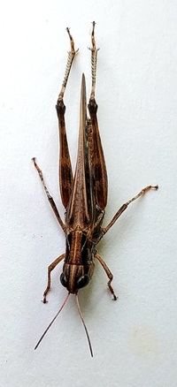 Orphulella pelidna