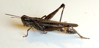 Orphulella pelidna