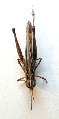 Orphulella pelidna