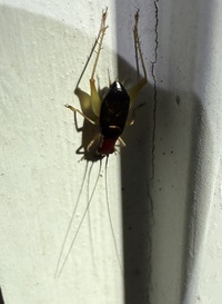 Phyllopalpus pulchellus