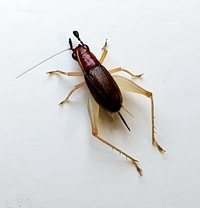 Phyllopalpus pulchellus