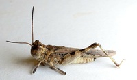 Psinidia fenestralis