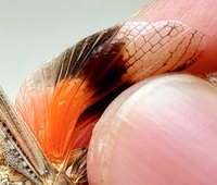 Psinidia fenestralis