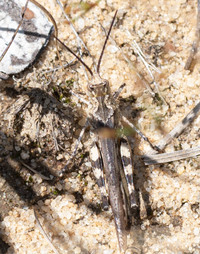 Psinidia fenestralis