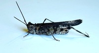 Psinidia fenestralis