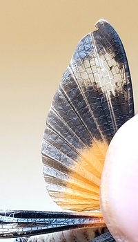Psinidia fenestralis