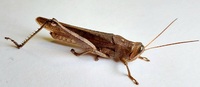 Schistocerca rubiginosa