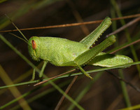 Schistocerca unidentified species