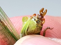 Scudderia furcata