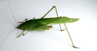 Scudderia furcata