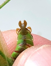 Scudderia furcata