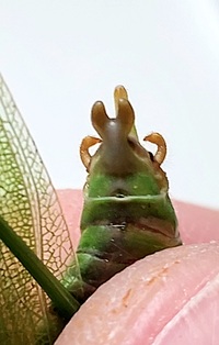 Scudderia furcata