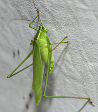 Scudderia texensis