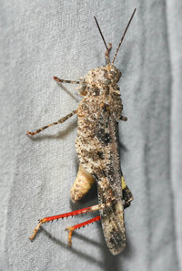 Spharagemon cristatum