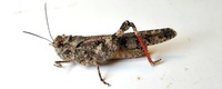 Spharagemon cristatum