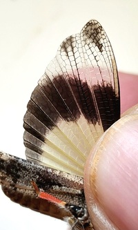 Spharagemon cristatum