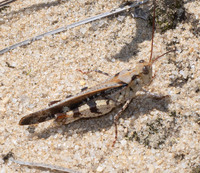 Spharagemon marmorata picta