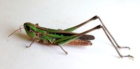 Syrbula admirabilis