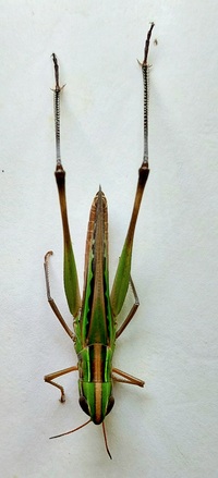 Syrbula admirabilis