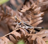 Syrbula admirabilis
