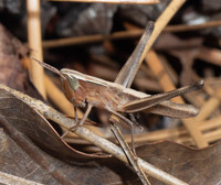 Syrbula admirabilis