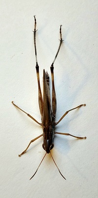 Syrbula admirabilis
