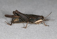Tettigidea lateralis