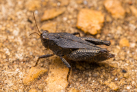Tettigidea lateralis