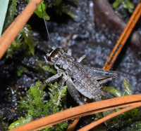 Velarifictorus micado