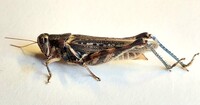 Melanoplus bispinosus