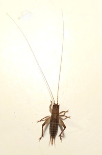 Orocharis unidentified species