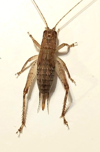 Orocharis unidentified species