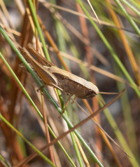 Amblytropidia mysteca