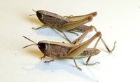 Amblytropidia mysteca