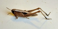 Amblytropidia mysteca